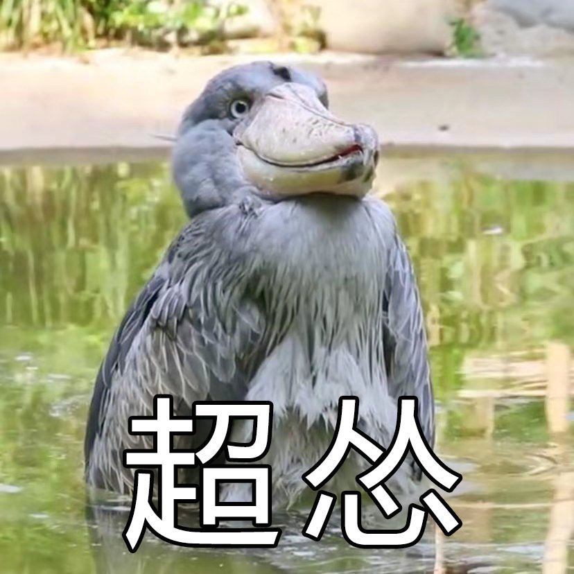 躲得太快了   怎么可能有鸟抓得到   不好意思   总的来说   鲸头鹳