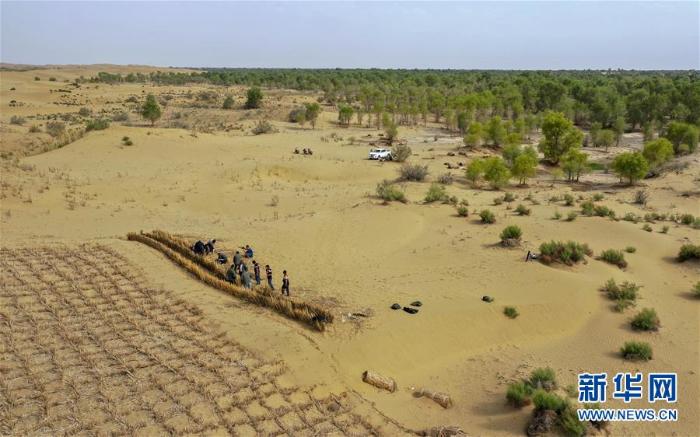 新疆尉犁给沙漠穿上格子衫