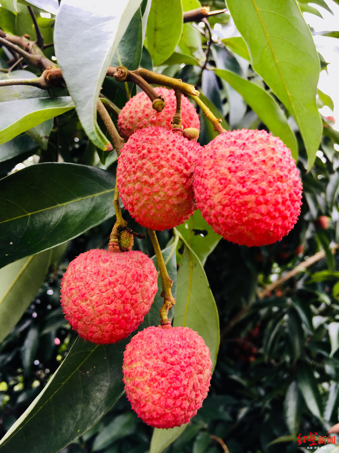 北半球最晚熟荔枝熟了,距离成都200公里!