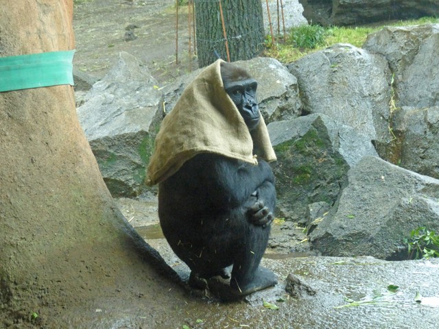 日本猩猩小庞去世图片