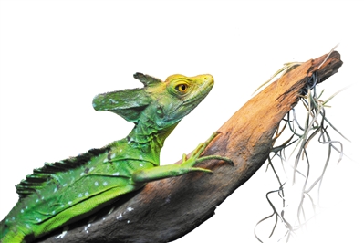 老爷树蛙 也称白氏树蛙,巨人树蛙,绿雨滨蛙.