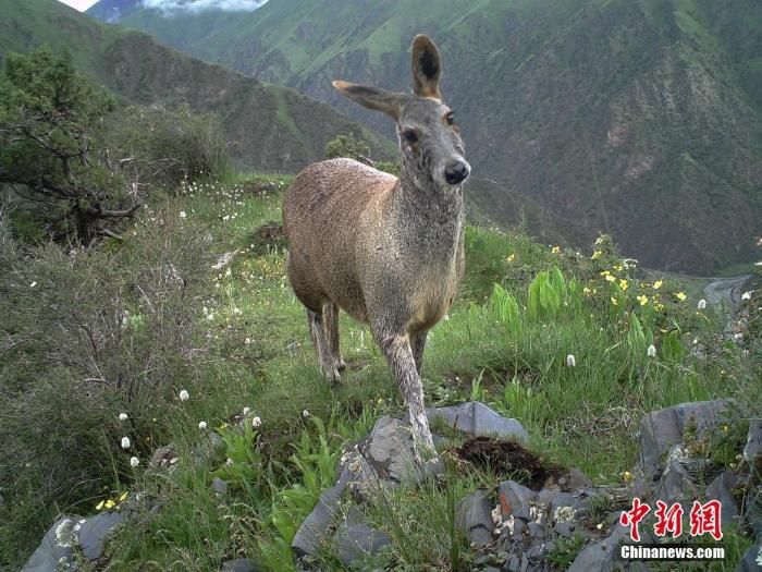 秘境之眼記錄瀾滄江源多種野生動物