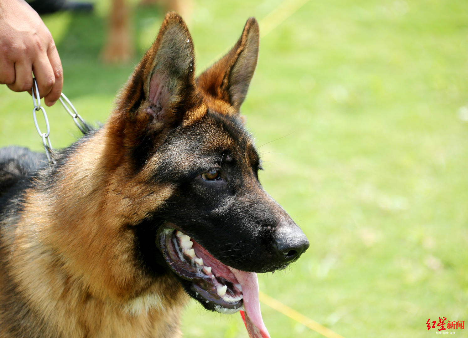 3个月查出上千犬只未办证成都市犬管办呼吁依法文明养犬