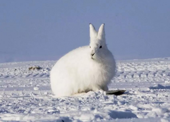 雪兔腿图片
