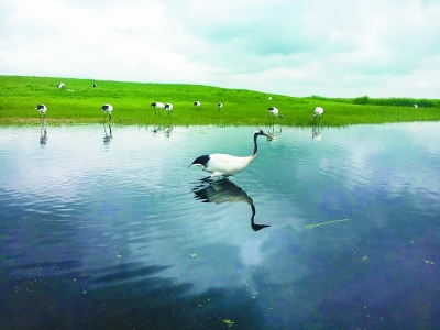 野生动植物扎龙湿地上的人鹤传奇