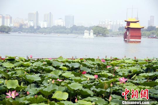  资料图：济南大明湖景区。中新网 孙宏瑗摄