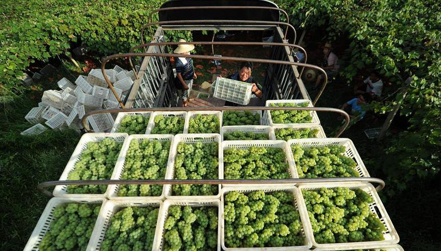 收购商在贵州省玉屏县新店生态葡萄现代农业园区收购水晶葡萄（2018年7月30日摄）。