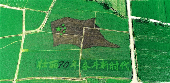 中国梦","高铁"等画样占地15亩的稻田画《天仙配》亮相江苏盐城山东