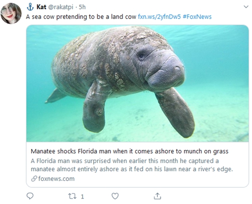 海牛真成了 牛 美国一海牛反常上岸吃草 图 海牛 新浪新闻 海牛真成了 牛 美国一海牛反常上岸吃草 图 海牛 新浪新闻