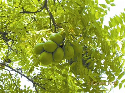 树木传奇文冠果才貌双全的东方神树