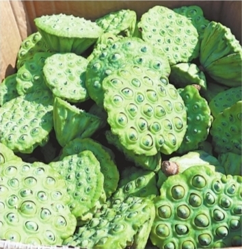 月湖的莲蓬去哪了