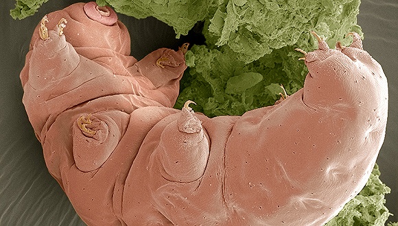 【天下奇闻】地球最强生物意外定居月球 烟酒