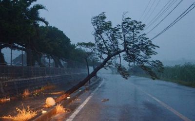  宫古岛市被风吹断的树木（日本《琉球新报》）