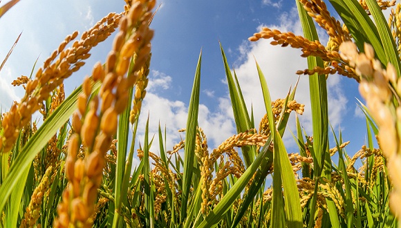全球抗菌素耐药性领导团队紧急呼吁大幅减少在全球粮食系统中使用抗菌药物 1 全球抗菌素耐药性领导团队紧急呼吁大幅减少在全球粮食系统中使用抗菌药物