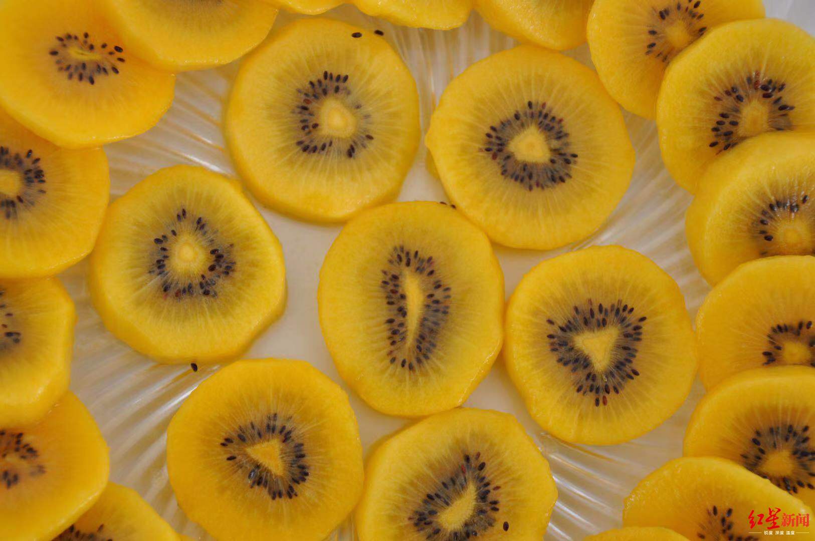 果肉最黄维c含量最高出海澳洲的最牛猕猴桃怎样炼成