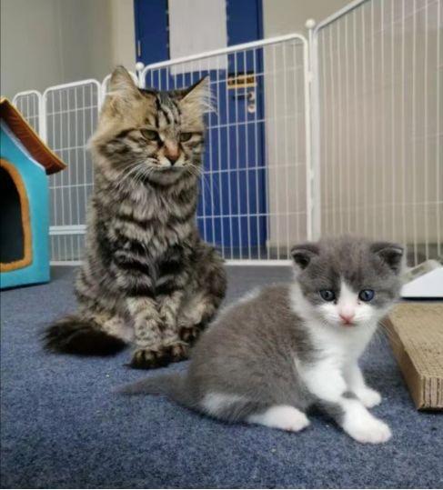 克隆猫“大蒜”（右）和代孕猫妈妈（左）