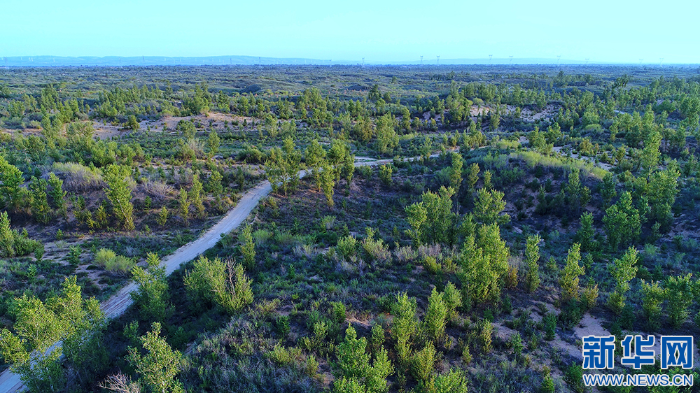 毛乌素新貌每一抹绿色都是一段故事