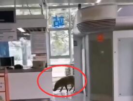 野猪误入南京地铁 南京大学去年也跑进过两只野猪 被学生调侃:校猪 野猪误入南京地铁 南京大学去年也跑进过两只野猪 被学生调侃:校猪
