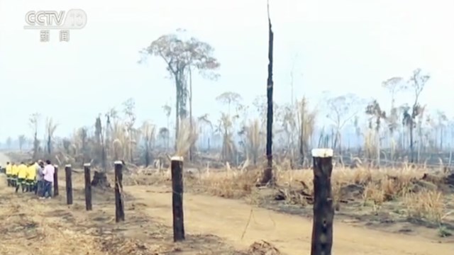 直击亚马孙雨林大火!最严重地区空气中弥漫着烧焦味 直击亚马孙雨林大火!最严重地区空气中弥漫着烧焦味