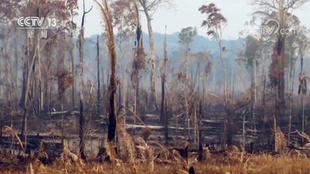 直击亚马孙雨林大火!最严重地区空气中弥漫着烧焦味 直击亚马孙雨林大火!最严重地区空气中弥漫着烧焦味