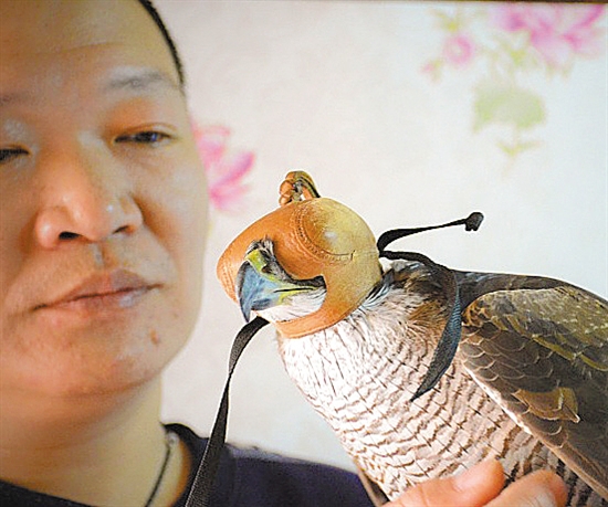 给鹰做帽驯鹰狩猎必备