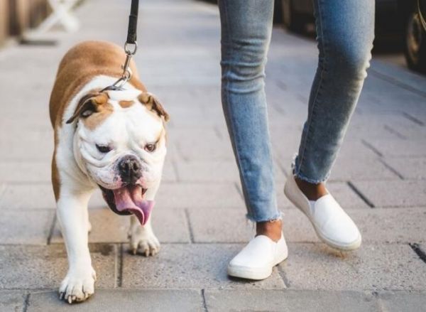 遛狗能延年益寿?听听专家对运动量怎么解释