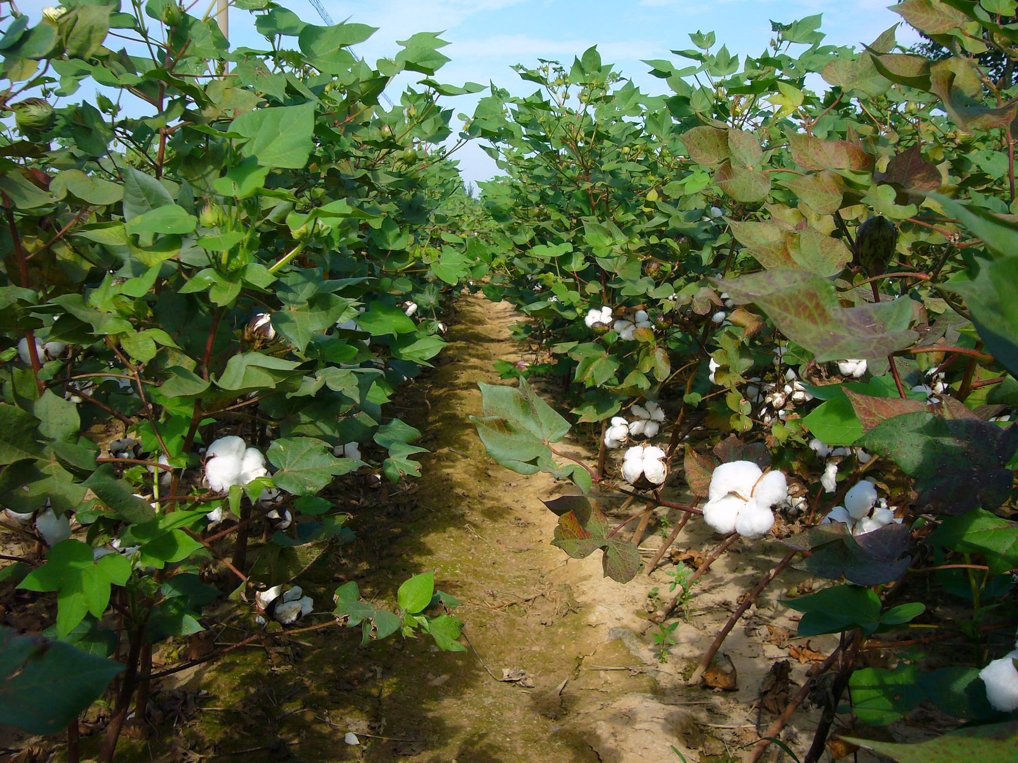 河北邢台:棉花长势良好  棉企推迟收购