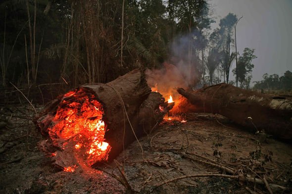 树木被大火烧毁（图源：路透社）