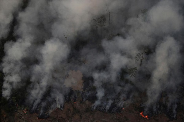 树木被大火烧毁（图源：路透社）