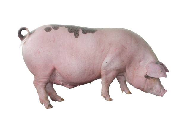 看望我国首个国家级生猪大数据中心