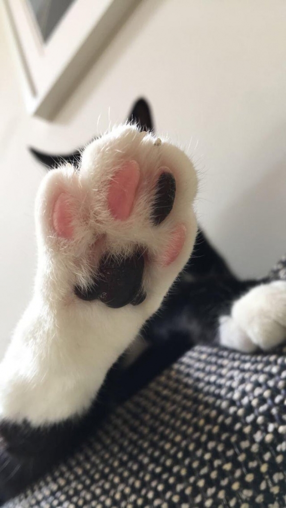 reddit板块网友晒起自家猫咪肉垫 圆润软萌让人欲罢不能