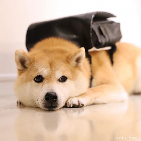 日本柴犬大福表情丰富走红网络 满满治愈感一扫你阴霾