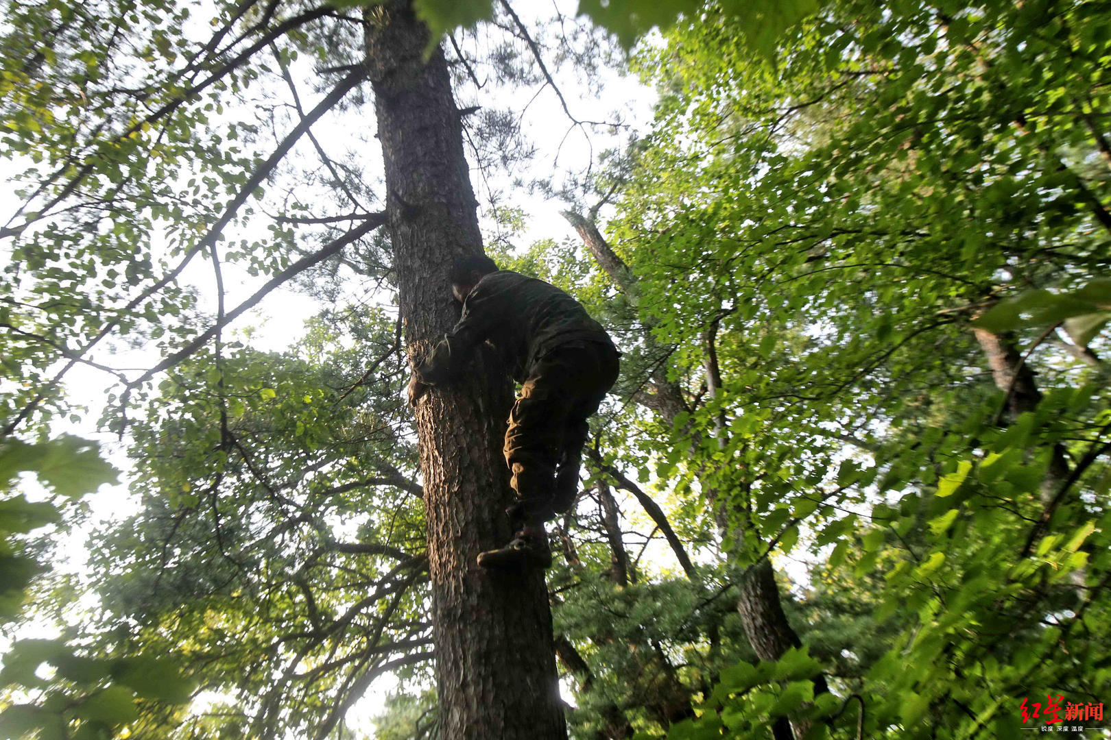 为了采摘松塔里的松子,红松种植地区衍生出了不少职业的"打塔人".