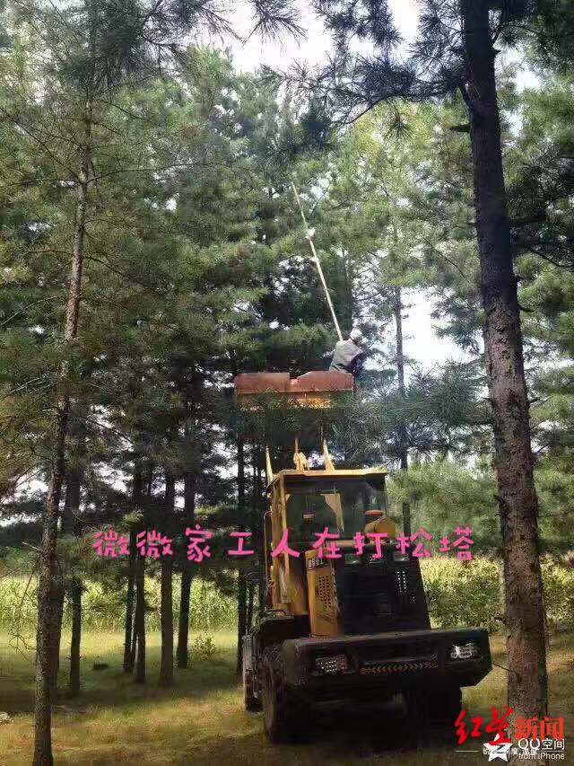 周薇家自制的"松塔采摘机",受访者提供"使用后的效果不错,不仅安全