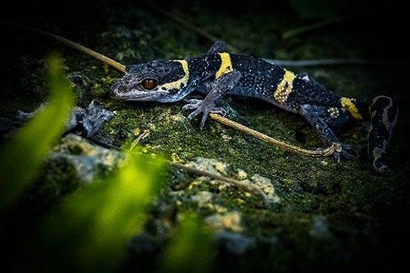 时隔111年壁虎近亲里氏睑虎种组新物种在海南发现取名中华睑虎