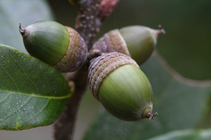 景宁县发现壳斗科青冈属一新种