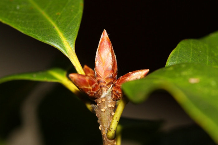 景宁县发现壳斗科青冈属一新种