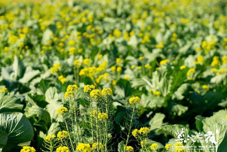 今夜,增城迟菜心再登"小蛮腰"唱主角!今年增城菜心节时间是