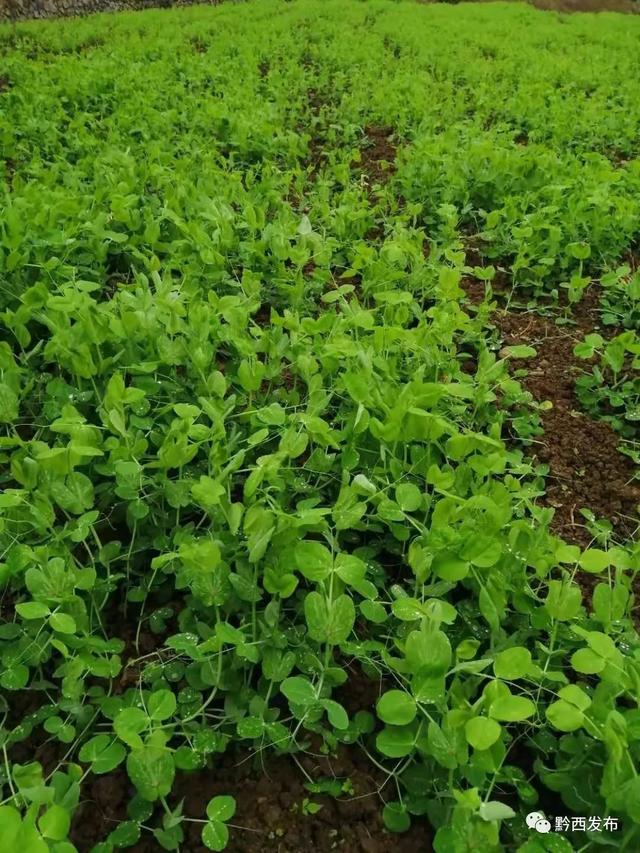 良丰村豌豆尖长势良好近日,在黔西县中坪镇良丰村豌豆尖种植基地,农户