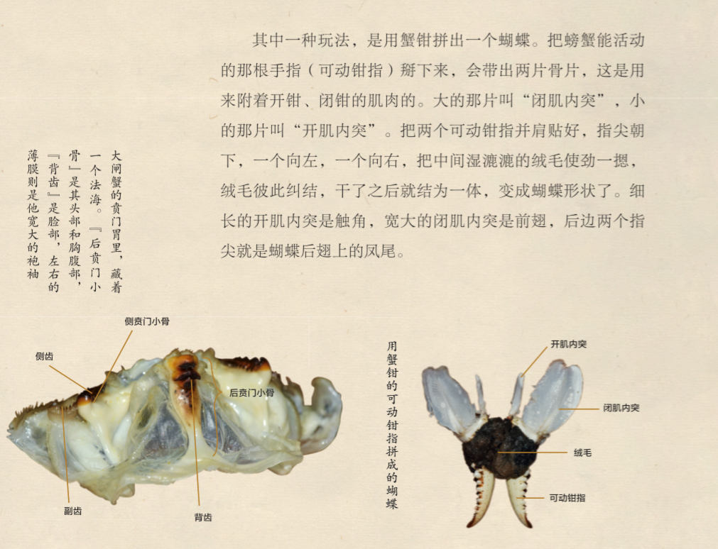 《海错图笔记·叁》内页:大闸蟹的贲门胃的结构图(左)和用蟹钳的可动