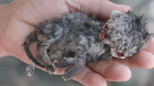 泰国波斯猫产下罕见双头猫,主人不抛弃还决心让其过幸福生活|小猫