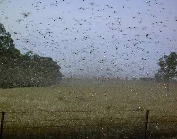 慎入史上最可怕的十大虫灾看完鸡皮疙瘩都起来了