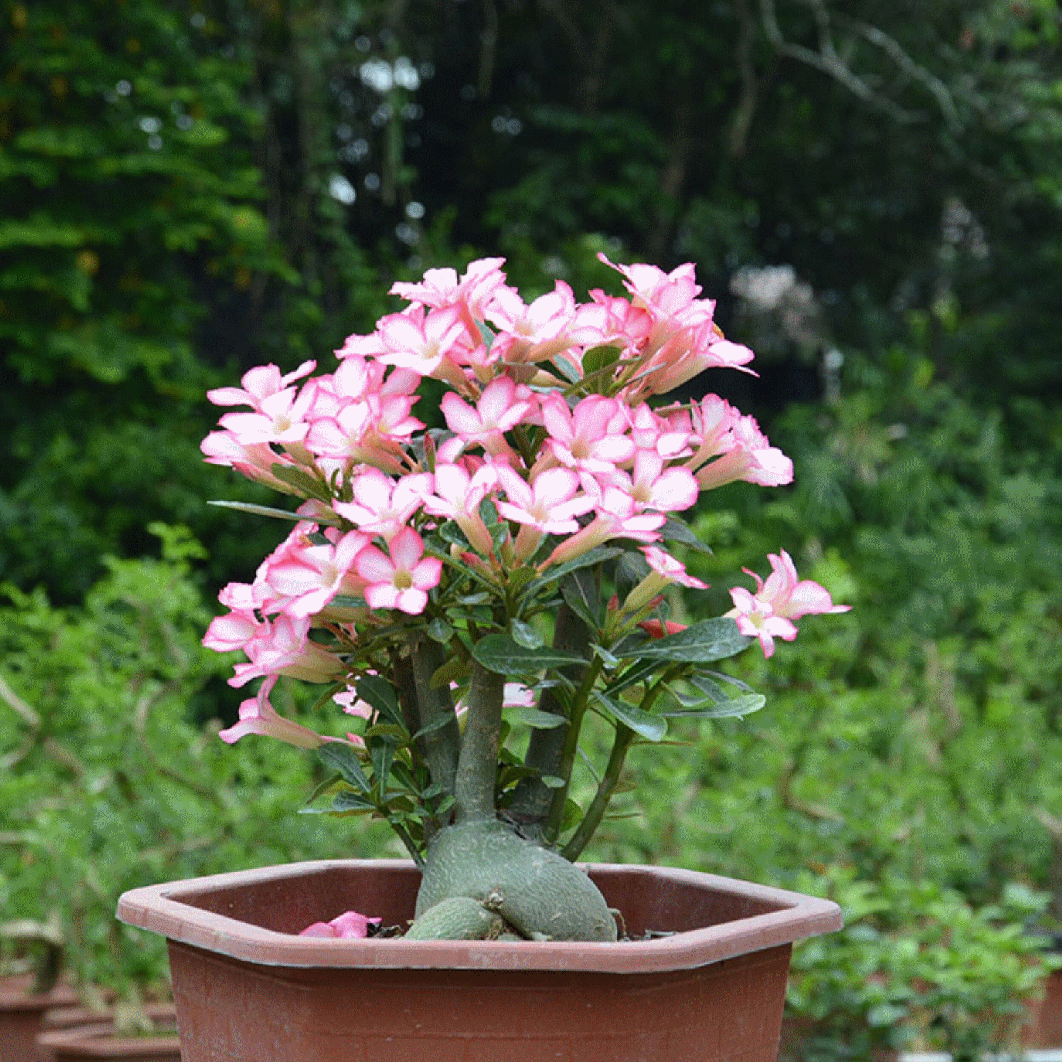 玫瑰中的女汉子沙漠玫瑰魅力非凡又好养不打理也能开花