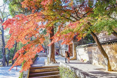 11月28日，青岛崂山太清宫的鸡爪槭树叶正红，吸引众多游客前来观赏。 　　王 华摄（人民视觉）