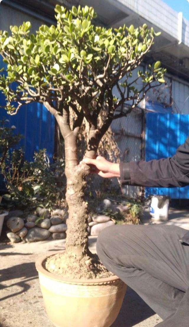 玉树养得久,枝干粗壮似胳膊,养成老桩价值高