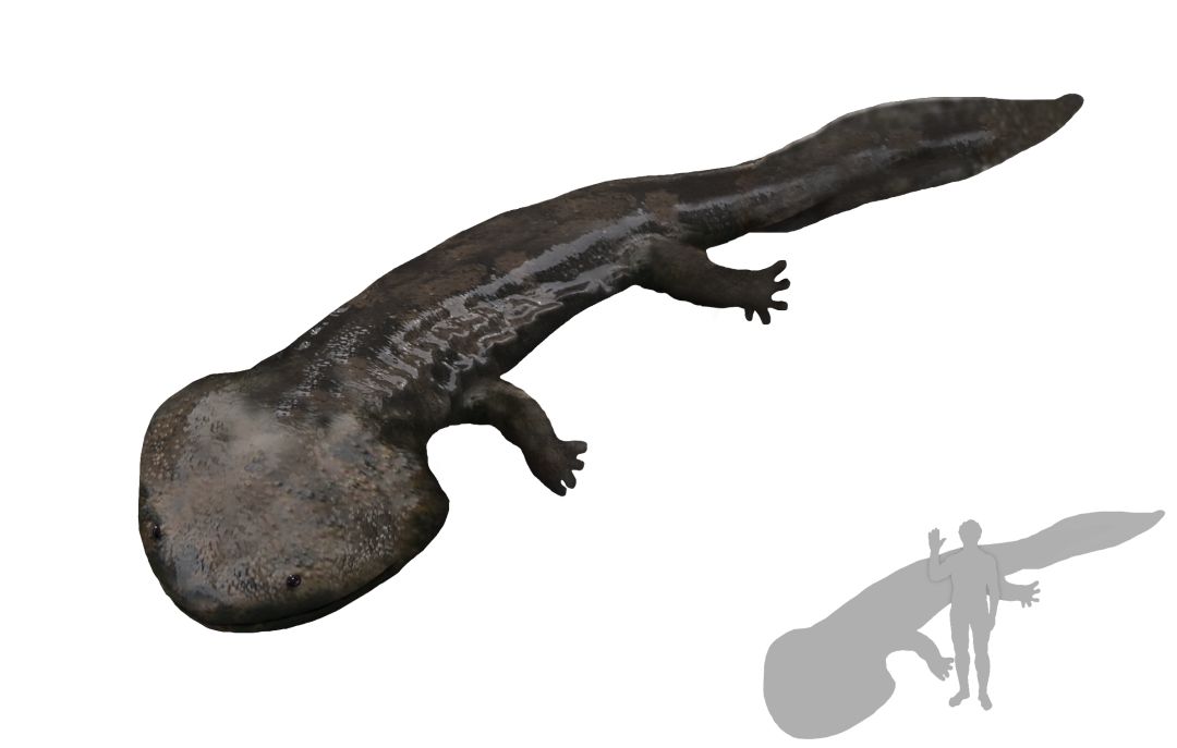 一亿年前的南极娃娃鱼比汽车还要大!