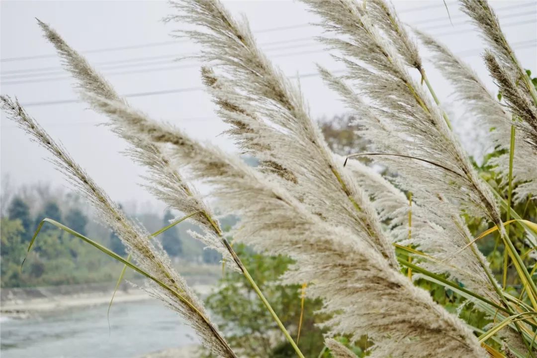 乱逛喜欢芦苇也爱满山的芒草