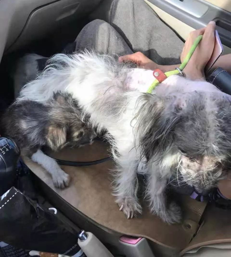 这只在路上捡到被人用开水烫伤的狗带回家后居然