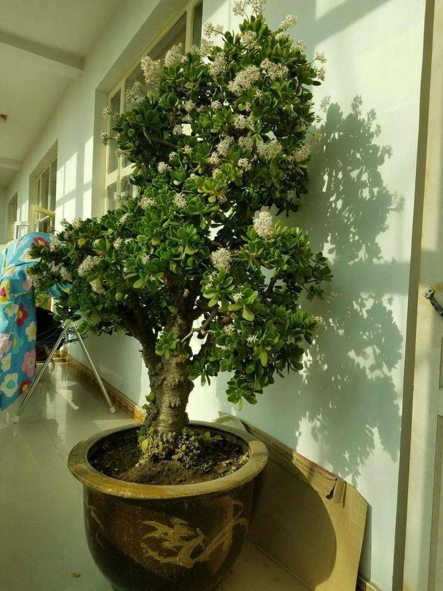 玉树养得久,枝干粗壮似胳膊,养成老桩价值高