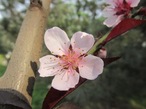 如果离瓣花的花瓣数为5,而且大小,形状相同,辐射对称地长在花托边上.